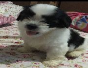 Puppy for saleShorkie -- Dogs -- Taguig, Philippines