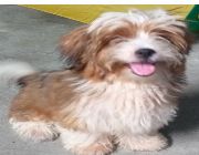 Puppy for saleShorkie -- Dogs -- Taguig, Philippines