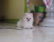 Pomeranian -- Dogs -- Lipa, Philippines
