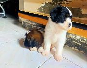 Shih Tzu -- Dogs -- Laguna, Philippines