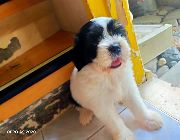 Shih Tzu -- Dogs -- Laguna, Philippines