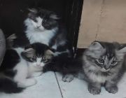 Pure Breed Persian Cat -- Cats -- Manila, Philippines
