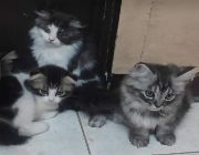 Pure Breed Persian Cat -- Cats -- Manila, Philippines