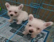 Dog Westie PCCI Puppy -- Dogs -- Metro Manila, Philippines