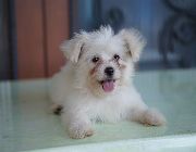#puppies #pomeranian #maltese -- Dogs -- Metro Manila, Philippines