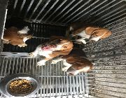 Beagle, dogs, pets, animals, for sale, kids, children, family, business, near heat, breeding, litter, puppies, money, income, sideline, dog breeding -- Other Business Opportunities -- Quezon City, Philippines