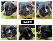 Male American Bully -- Dogs -- Metro Manila, Philippines