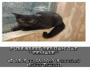 Female Persian Cat -- Cats -- Metro Manila, Philippines