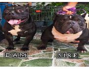 American Bully -- Dogs -- Metro Manila, Philippines
