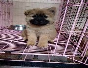 Chow Chow FOR SALE Female Name Dalia -- Dogs -- Metro Manila, Philippines