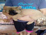 Chow chow For Sale and Ready for Pick Up -- Dogs -- Metro Manila, Philippines
