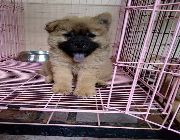 CHOW CHOW FOR SALE -- Everything Else -- Metro Manila, Philippines