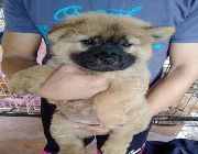 CHOW CHOW READY FOR PICK UP -- Everything Else -- Metro Manila, Philippines