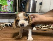 Beagle -- Dogs -- Metro Manila, Philippines