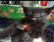 Siamese, cats -- Cats -- Metro Manila, Philippines