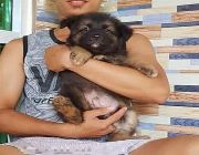 GSD German Shepherd Puppy Dog For sale Philippines -- Dogs -- Metro Manila, Philippines