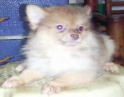 Pomeranian -- Dogs -- Metro Manila, Philippines