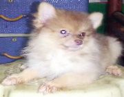 Pomeranian -- Dogs -- Metro Manila, Philippines