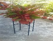 for sale, plant stand, metal works -- House & Lot -- Bacolod, Philippines