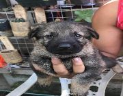 GSD German Shepherd Puppy Dog For sale Philippines -- Dogs -- Metro Manila, Philippines