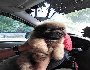 Shih Tzu puppy -- Dogs -- Cavite City, Philippines