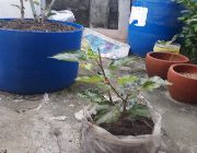 mulberry plant -- Everything Else -- Angeles, Philippines