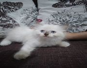 Persian Kitten -- Cats -- Metro Manila, Philippines