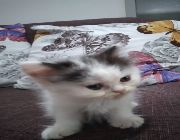 Persian Kitten -- Cats -- Metro Manila, Philippines