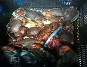 Crab, crabs alive, alimango buhay, alimango -- Food & Beverage -- Metro Manila, Philippines