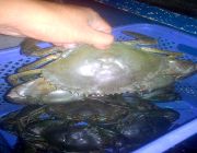 Crab, crabs alive, alimango buhay, alimango -- Food & Beverage -- Metro Manila, Philippines