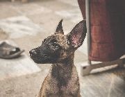 Belgian Malinois -- Dogs -- Metro Manila, Philippines