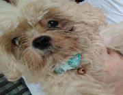 Shih Tzu female puppy rehoming -- Dogs -- Quezon Province, Philippines