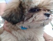 Shih Tzu female puppy rehoming -- Dogs -- Quezon Province, Philippines