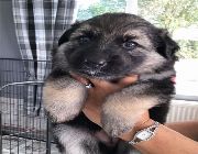#puppies #pets #adoption -- Import & Export -- Metro Manila, Philippines