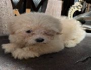 creamwhite shihtzu, proncess shihtzu -- Dogs -- Metro Manila, Philippines