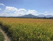 Irrigated, Ricefield, Farm, Residential, Commercial, Lot -- Beach & Resort -- Laguna, Philippines