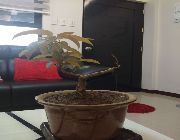 bonsai -- Flowers & Plants -- Santa Rosa, Philippines