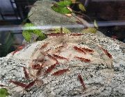 Red Cherry Shrimp for Aquariums -- Fish & Reptiles -- Pangasinan, Philippines