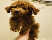 Red toy poodle toy poodle Philippines toy poodle makati poodle toy poodle Manila toy poodle for sale quality toy poodle hypoallergenic toy poodle red male toy poodle ready for rehoming poodle -- Dogs -- Metro Manila, Philippines