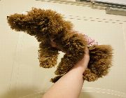 Red toy poodle toy poodle Philippines toy poodle makati poodle toy poodle Manila toy poodle for sale quality toy poodle hypoallergenic toy poodle red male toy poodle ready for rehoming poodle -- Dogs -- Metro Manila, Philippines