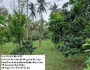 lot for sale -- House & Lot -- Albay, Philippines