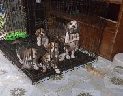 Ready for Rehoming BEAGLE PUPPIES -- Dogs -- Laguna, Philippines