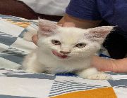 Persian, kittens, american shorthair -- Cats -- Metro Manila, Philippines