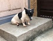 Jack russell terrier -- Dogs -- Bacoor, Philippines