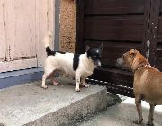 Jack russell terrier -- Dogs -- Bacoor, Philippines