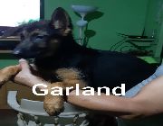 GERMAN SHPHERD -- Dogs -- Damarinas, Philippines