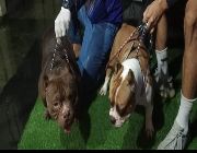AMERICAN BULLY -- Dogs -- Metro Manila, Philippines