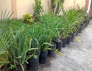 Garden & Outdoor  ›  Plants, Seeds & Bulbs -- All Outdoors & Gardens -- Bacolod, Philippines