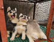 Husky Puppies -- Dogs -- Metro Manila, Philippines