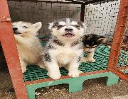 Husky Puppies -- Dogs -- Metro Manila, Philippines